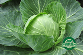 Cabbage