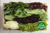 Lettuce