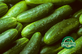 Cucumber