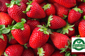 Seasonal Berries