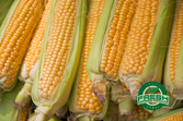 Corn