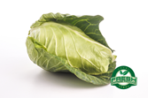 Spring Cabbage