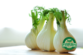 Fennel