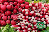 Radish