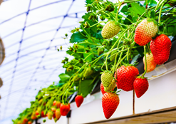 Staying Local with Fife Farms