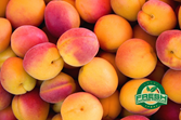 Apricots