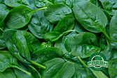 Spinach